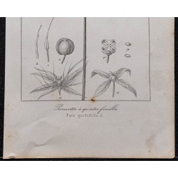 Gravure de 1846 - Parisette à quatre feuilles - 3