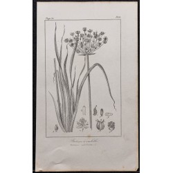 Gravure de 1846 - Butome à ombelle (Jonc fleuri) - 1