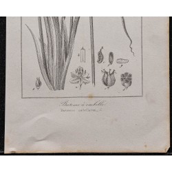 Gravure de 1846 - Butome à ombelle (Jonc fleuri) - 3