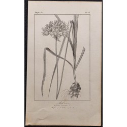 Gravure de 1846 - Ail rose - 1