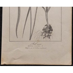 Gravure de 1846 - Ail rose - 2