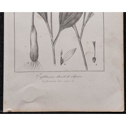 Gravure de 1846 - Erythrone dent de chien - 3
