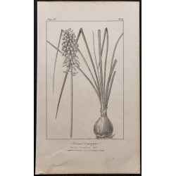 Gravure de 1846 - Muscari à grappe ou jacinthe - 1