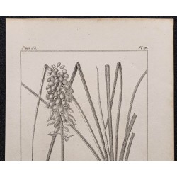 Gravure de 1846 - Muscari à grappe ou jacinthe - 2