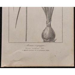 Gravure de 1846 - Muscari à grappe ou jacinthe - 3