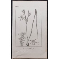 Gravure de 1846 - Ornithogale fistuleux - 1