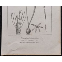 Gravure de 1846 - Ornithogale fistuleux - 3