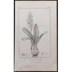 Gravure de 1846 - Scille à feuilles obtuses - 1