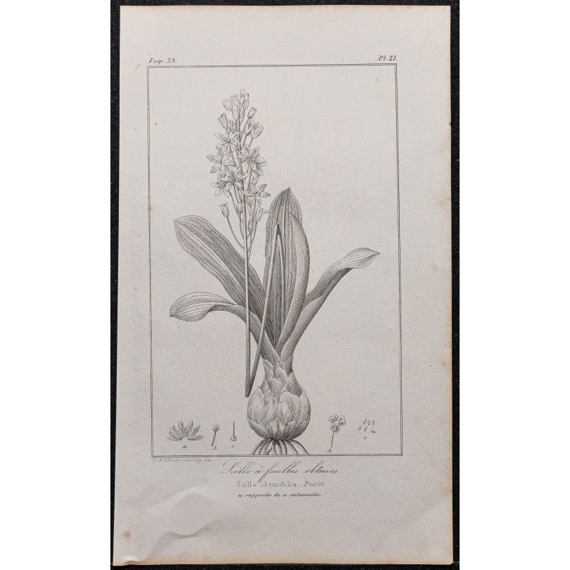 Gravure de 1846 - Scille à feuilles obtuses - 1