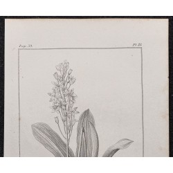 Gravure de 1846 - Scille à feuilles obtuses - 2