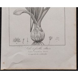 Gravure de 1846 - Scille à feuilles obtuses - 3