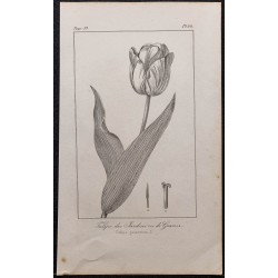 Gravure de 1846 - Tulipe des jardins ou de Gesner - 1