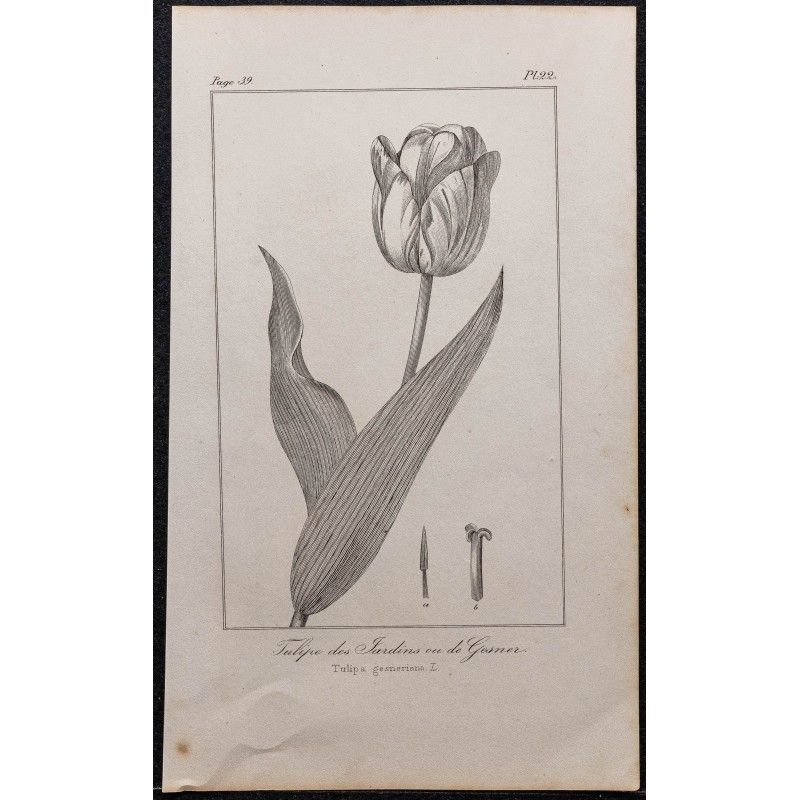Gravure de 1846 - Tulipe des jardins ou de Gesner - 1