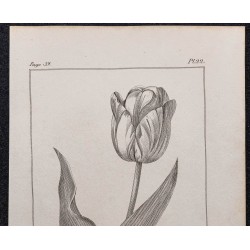 Gravure de 1846 - Tulipe des jardins ou de Gesner - 2