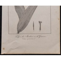 Gravure de 1846 - Tulipe des jardins ou de Gesner - 3
