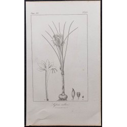 Gravure de 1846 - Safran ou crocus cultivé - 1