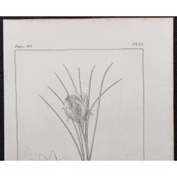 Gravure de 1846 - Safran ou crocus cultivé - 2