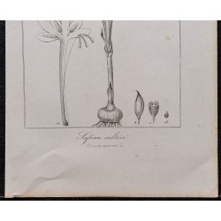 Gravure de 1846 - Safran ou crocus cultivé - 3