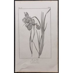 Gravure de 1846 - Iris des prés - 1