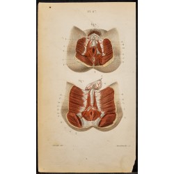 Gravure de 1846 - Artères honteuses homme & femme - 1