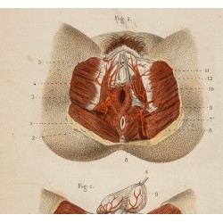 Gravure de 1846 - Artères honteuses homme & femme - 2