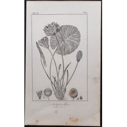 Gravure de 1846 - Nénuphar blanc - 1