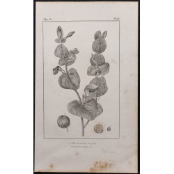 Gravure de 1846 - Aristoloche à feuilles rondes - 1