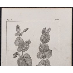 Gravure de 1846 - Aristoloche à feuilles rondes - 2