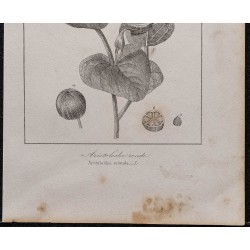Gravure de 1846 - Aristoloche à feuilles rondes - 3