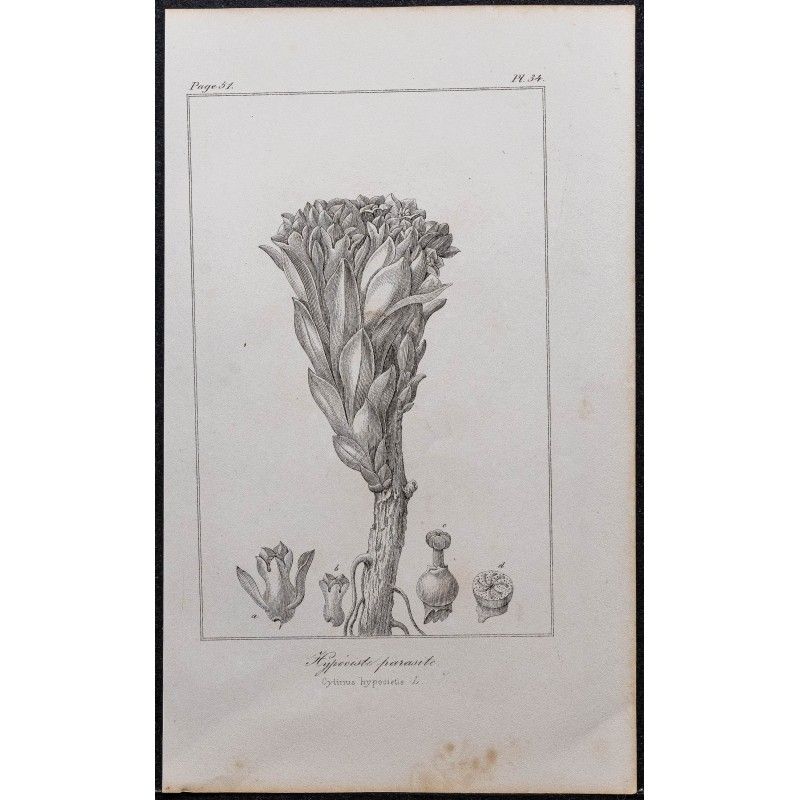 Gravure de 1846 - Cytinelle (Hypociste parasite) - 1