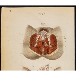 Gravure de 1846 - Artères honteuses homme & femme - 3