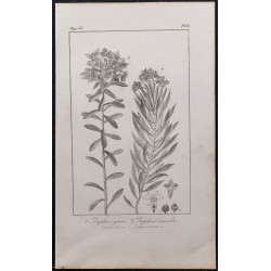 Gravure de 1846 - Daphné garou & Daphné camélée - 1