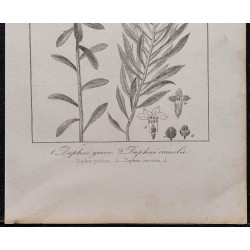 Gravure de 1846 - Daphné garou & Daphné camélée - 3