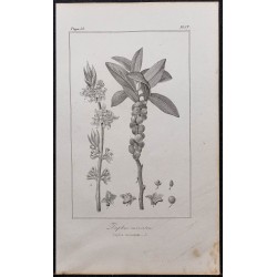Gravure de 1846 - Daphné mézeréon (bois-joli) - 1