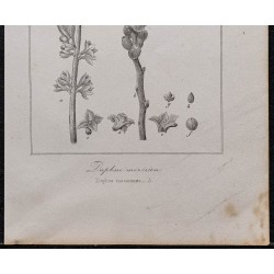 Gravure de 1846 - Daphné mézeréon (bois-joli) - 3