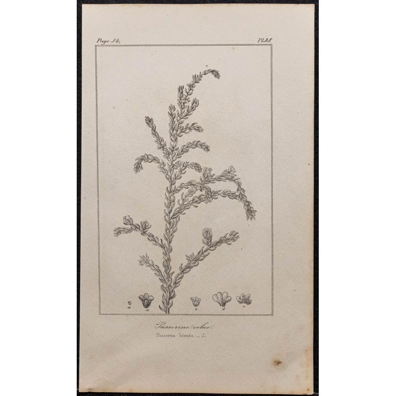 Gravure de 1846 - Passerine velue - 1