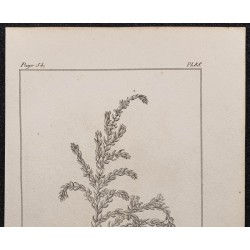 Gravure de 1846 - Passerine velue - 2