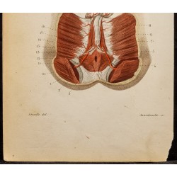 Gravure de 1846 - Artères honteuses homme & femme - 4