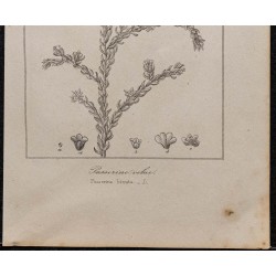 Gravure de 1846 - Passerine velue - 3