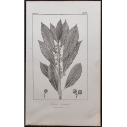 Gravure de 1846 - Laurier-sauce commun - 1