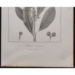 Gravure de 1846 - Laurier-sauce commun - 3