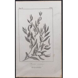 Gravure de 1846 - Renouée maritime - 1