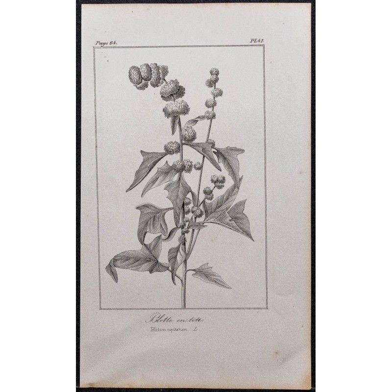 Gravure de 1846 - Épinard-fraise - 1