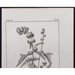 Gravure de 1846 - Épinard-fraise - 2