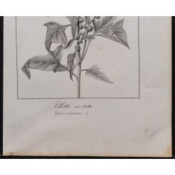 Gravure de 1846 - Épinard-fraise - 3