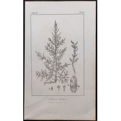 Gravure de 1846 - Salicorne d'Europe herbacée - 1