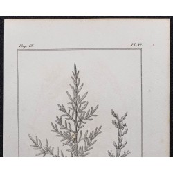 Gravure de 1846 - Salicorne d'Europe herbacée - 2