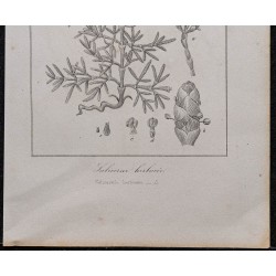 Gravure de 1846 - Salicorne d'Europe herbacée - 3