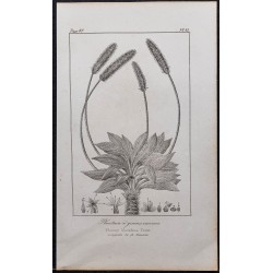 Gravure de 1846 - Plantain à grosses racines - 1