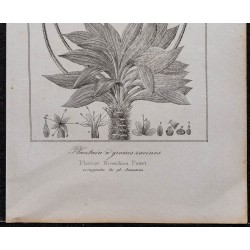 Gravure de 1846 - Plantain à grosses racines - 3